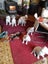 American Bulldog Puppies Carousel 15