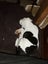 American Bulldog Puppies Carousel 14