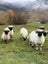 Purebred Swiss Black nose Valais Sheep Carousel 3