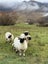 Purebred Swiss Black nose Valais Sheep Carousel 4