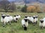 Purebred Swiss Black nose Valais Sheep Carousel 5