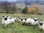 Purebred Swiss Black nose Valais Sheep Carousel 6