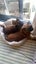 Purebred Brussels Griffon Carousel 8
