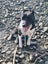 Tasman Pound Dog Rosie is looking for a home Carousel 6