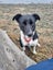 Tasman Pound Dog Rosie is looking for a home Carousel 1
