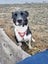Tasman Pound Dog Rosie is looking for a home Carousel 7