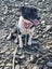 Tasman Pound Dog Rosie is looking for a home Carousel 8