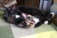 Miss Dot - Rachel's KittyCat Rescue Carousel 4