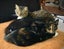 Miss Dot - Rachel's KittyCat Rescue Carousel 7