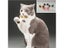 1PC Random Color Cat Glasses For Grooming Pet Photos Protection Carousel 1