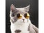 1PC Random Color Cat Glasses For Grooming Pet Photos Protection Carousel 3