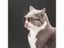 1PC Random Color Cat Glasses For Grooming Pet Photos Protection Carousel 4
