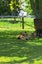 Needing his forever home Carousel 3
