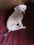 American Bulldog Puppies Carousel 4