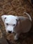 American Bulldog Puppies Carousel 3