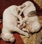 American Bulldog Puppies Carousel 8