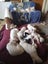 American Bulldog Puppies Carousel 10