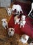 American Bulldog Puppies Carousel 13