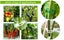 300 Pcs Plant Support Clips,Plastic Clips for Securing Plants,Tomato Vine Clips Carousel 4