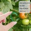 300 Pcs Plant Support Clips,Plastic Clips for Securing Plants,Tomato Vine Clips Carousel 12