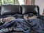 CAT RESCUE CHCH - Ready For Adoption Lottie Carousel 4