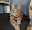 CAT RESCUE CHCH - Ready For Adoption Lottie Carousel 1
