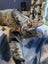 CAT RESCUE CHCH - Ready For Adoption Lottie Carousel 5