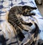 CAT RESCUE CHCH - Ready For Adoption Lottie Carousel 2