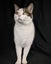 Animal Care Turangi - BELLA Carousel 3