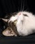Animal Care Turangi - BELLA Carousel 9