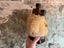 Brown bear bottle Cossack vodka with custom made jacket Carousel 2