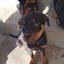 Rottweiler puppies AVAILABLE NOW Carousel 3