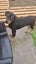 Mastiff Rottweiler cross Puppies Carousel 2