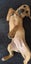 Mastiff Rottweiler cross Puppies Carousel 3