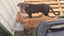 Mastiff Rottweiler cross Puppies Carousel 4