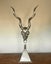 Stunning casts of African KUDU must see Carousel 7