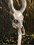 Stunning casts of African KUDU must see Carousel 12