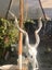 Stunning casts of African KUDU must see Carousel 9