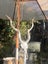 Stunning casts of African KUDU must see Carousel 8