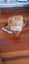 Help find my cat - lost in Glenfield Carousel 2