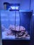 Aqua one mini reef 90 Carousel 3