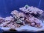 Aqua one mini reef 90 Carousel 4