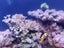 Aqua one mini reef 90 Carousel 5