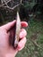 Nelson Nephrite Diopside Pounamu greenstone carving slab with chromite Carousel 5