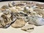 Bulk lot of sea shells (fossil?) Carousel 2