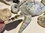 Bulk lot of sea shells (fossil?) Carousel 7