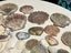 Bulk lot of sea shells (fossil?) Carousel 4