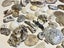 Bulk lot of sea shells (fossil?) Carousel 5