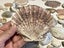 Bulk lot of sea shells (fossil?) Carousel 8