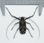 Real Harlequin beetle: Acrocinus longimanus, Peru!! Carousel 4